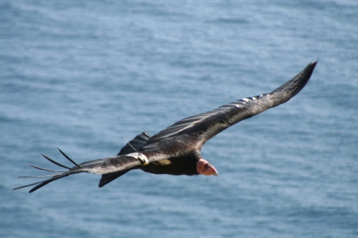 Condor on the coast_Joe Burnett